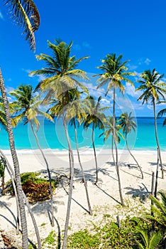 Bottom Bay, Barbados - Paradise beach on the Caribbean island of Barbados. Tropical coast with palms hanging over turquoise sea.