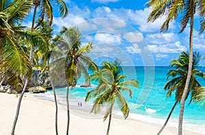 Bottom Bay, Barbados - Paradise beach on the Caribbean island of Barbados. Tropical coast with palms hanging over turquoise sea.