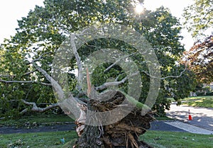 Bottom of broken tree that fell and the roots sticking up in the air