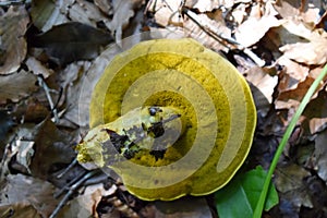 Bottom Cap of Ornate-stalked Bolete Mushroom photo