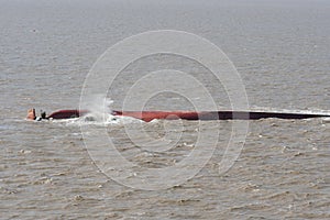 Bottom of capsized ship painted red brown with visible rudder and propeller