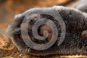 Bottom of the cat`s paw. Close up view on cat`s paw pads.