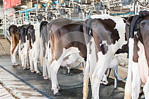 Bottom dairy cow standing in farm cows