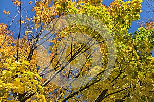 Bottom diagonal view of beautiful yellow and green autumn maple leaves on tree against clear blue sky. Autumn vibes