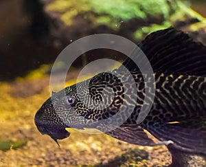 Bottom dweller suckermouth tiger catfish also known as common pleco a tropcial aquarium fish pet from south america photo