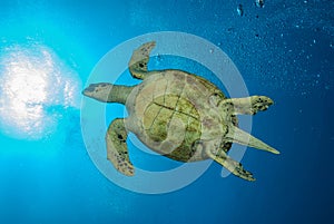 Bottom of a green sea turtle