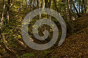 bottom of a gully landform inside of a forest