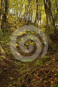 bottom of a gully landform inside of a forest