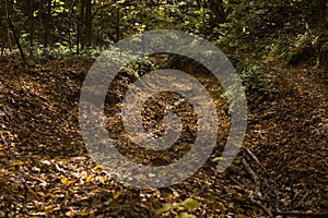 bottom of a gully landform inside of a forest