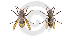 Bottom and high view of a european Hornet, isolated