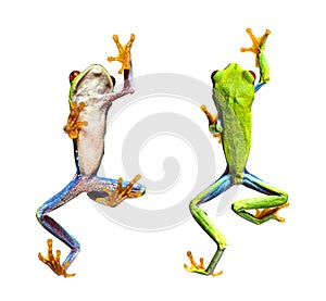 Bottom and high view of a Red-eyed tree frog walking