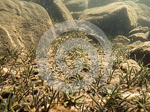 Bottom-leaved water plants underwater in lake bottom