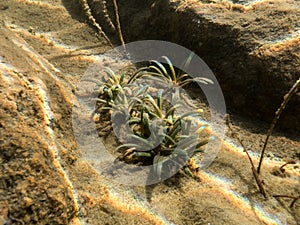 Bottom leaves of water lobelia aquatic plant on lake bottom