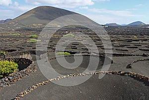 Semicircular low drystone walls in the wine-growing region of La Geria Lanzarote Canary Islands Spain