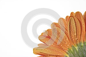 Bottom of an orange flower