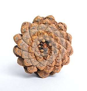 Bottom of Pine-cone