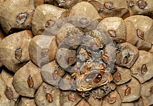 Bottom of Pine cone closeup, macro view