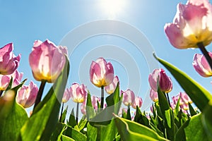 Bottom pov view of many beautiful scenic growing pink rose tulip flower field against clear blue sky on sunny day