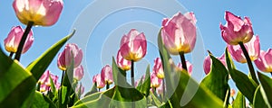 Bottom pov view many beautiful scenic growing pink rose tulip flower field against clear blue sky sunny day. Traditional