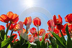 Bottom pov view of many beautiful scenic growing red rose tulip flower field against clear blue sky on sunny day