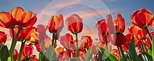Bottom pov view many beautiful scenic growing red rose tulip flower field against warm sunset evening sky. Traditional