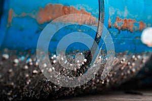 The bottom of the Sea-tinged clams