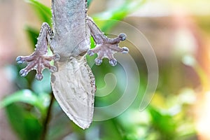 Gecko Clinging to Aquarium Glass photo