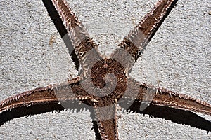 Bottom size of dried starfish (asteroidae) photo