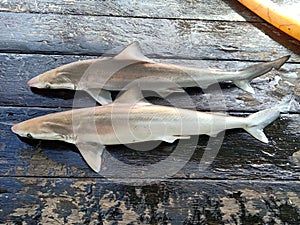 Dead Shark caught and killed by fishing gears photo