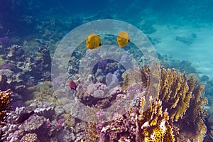 Bottom of tropical sea with coral reef and couple of yellow butterflyfishes on blue water background