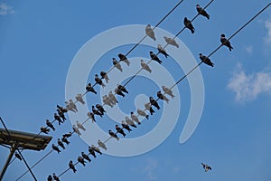 BOTTOM UP: A flock of pigeons sits on three electricity wires above a street