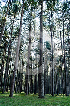 Bottom Up of Pine Forest