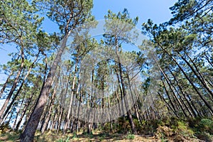 bottom-up point of view of tall wild pine trees photo