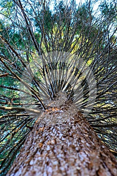 Bottom-up view along the trunk of a coniferous tree on the crown with branches photo