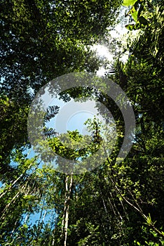 Bottom up view of tropical trees and sky