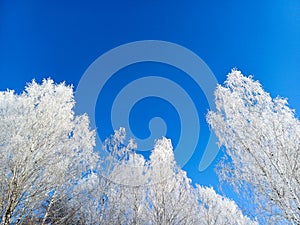 Bottom-up view of frost-covered treetops against a blue sky.