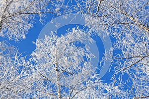 Bottom up view of frosty branches of Birch tree against bright clear blue sky.Frozen trees covered with snow as winter background.