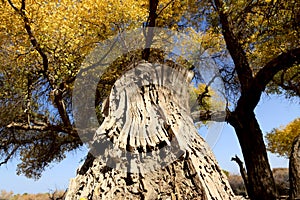 Bottom-up view of Golden trees