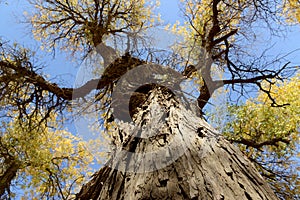 Bottom-up view of Golden trees in autumn