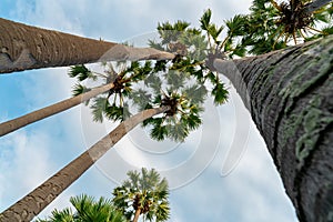 Bottom up view of palm tree with blue sky in summer. Summer vibes. Palm tree with green leaves at tropical beach. Island