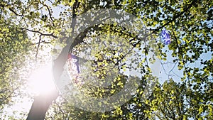 Bottom up view of a spring forest with young green leaves and sun glare.