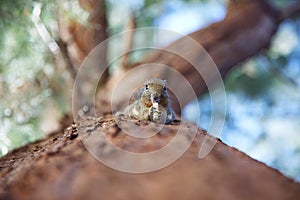 The bottom up view at the squirrel hanging upside down on the tree and eating a piece of raw potato.