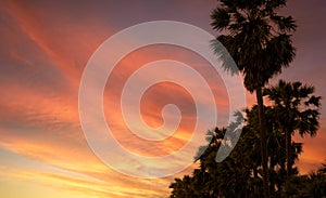 Bottom up view of sugar palm tree against orange and red sunset sky and clouds. Beauty in nature. Evening sky in summer. Tropical