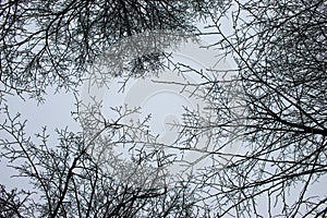 Bottom-up view into the treetops with hoarfrost on the branches. The sky cannot be seen from the fog