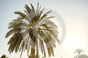 Bottom up view on tropical palm tree with green exotic leafs