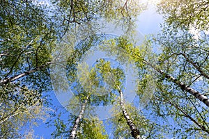 Bottom upward view of beautiful lush fresh green birch tree forest canopy treetop and bright colorful sun shining