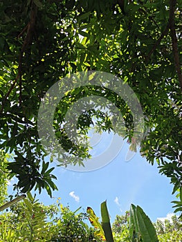 Bottom upâ€‹ viewâ€‹ ofâ€‹ trees againstâ€‹ â€‹blueâ€‹ sky.