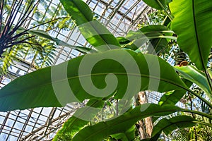 Bottom view of the banana tree in the greenhouse