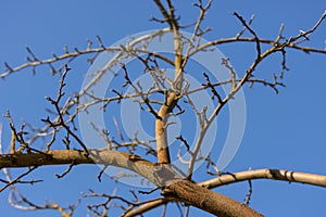 Bottom view of the bare branches of an apple tree growing against the blue sky