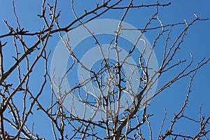 Bottom view of the bare branches of an apple tree stretching upward against a blue sky